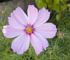 126 Albacore Ln, Foster City 94404 - Flower Pink 