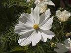 126 Albacore Ln, Foster City 94404 - Flower White 