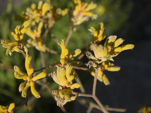 Plant  picture - 1437 S Wolfe Rd, Sunnyvale 94087