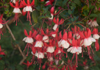 Fuschia 