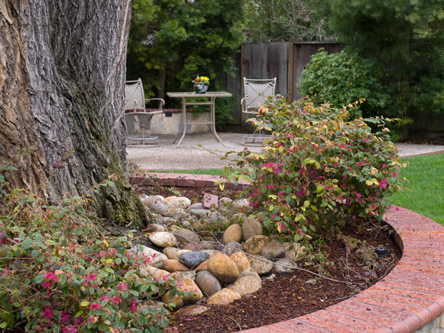 Backyard Tree Picture - 871 Sycamore Dr, Palo Alto 94303 Backyard Tree picture - 871 Sycamore Dr, Palo Alto 94303