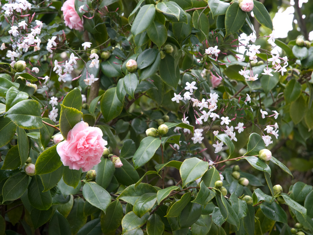 Camillia  picture - 871 Sycamore Dr, Palo Alto 94303