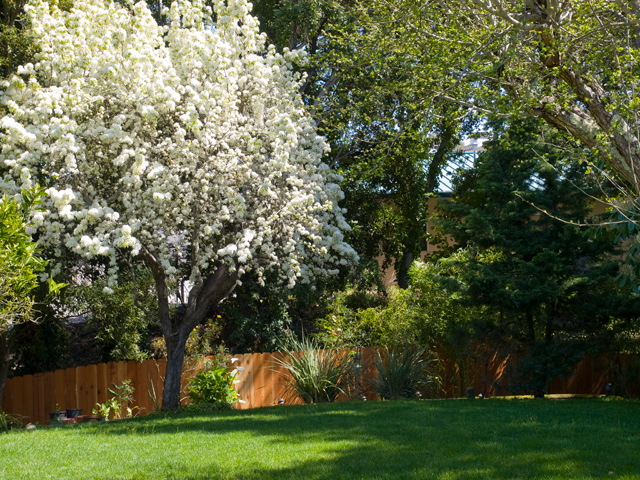 Apple Tree (B) Picture - 605 W Hillsdale Blvd, San Mateo 94403 Apple Tree (B) picture - 605 W Hillsdale Blvd, San Mateo 94403