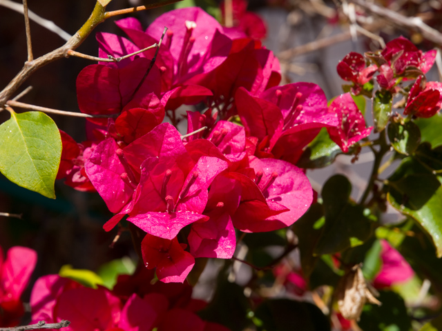 Bougainvillea Picture - 605 W Hillsdale Blvd, San Mateo 94403 Bougainvillea picture - 605 W Hillsdale Blvd, San Mateo 94403