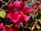 605 W Hillsdale Blvd, San Mateo 94403 - Bougainvillea 