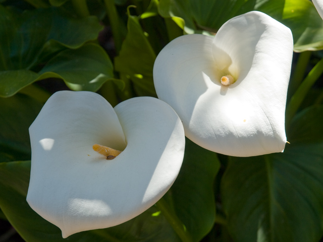 Calla Lily Picture - 605 W Hillsdale Blvd, San Mateo 94403 Calla Lily picture - 605 W Hillsdale Blvd, San Mateo 94403