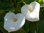 605 W Hillsdale Blvd, San Mateo 94403 - Calla Lily 