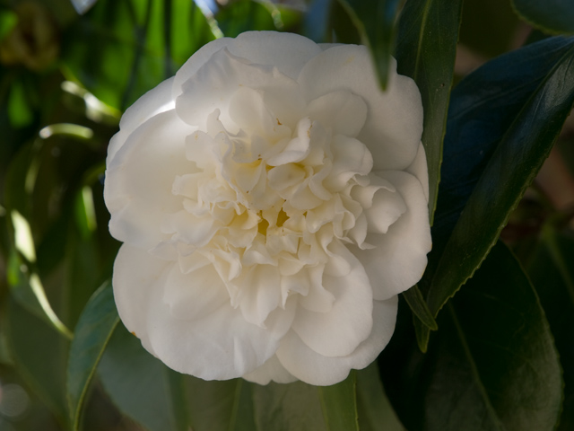 Camillia White Picture - 605 W Hillsdale Blvd, San Mateo 94403 Camillia White picture - 605 W Hillsdale Blvd, San Mateo 94403