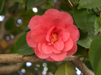 605 W Hillsdale Blvd, San Mateo 94403 - Camillia 