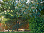 605 W Hillsdale Blvd, San Mateo 94403 - Flowering Tree 