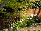 605 W Hillsdale Blvd, San Mateo 94403 - Maple 