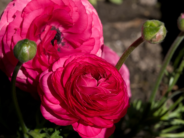 Ranunculus Picture - 605 W Hillsdale Blvd, San Mateo 94403 Ranunculus picture - 605 W Hillsdale Blvd, San Mateo 94403