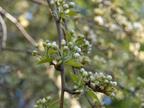 605 W Hillsdale Blvd, San Mateo 94403 - Tree Blossom 