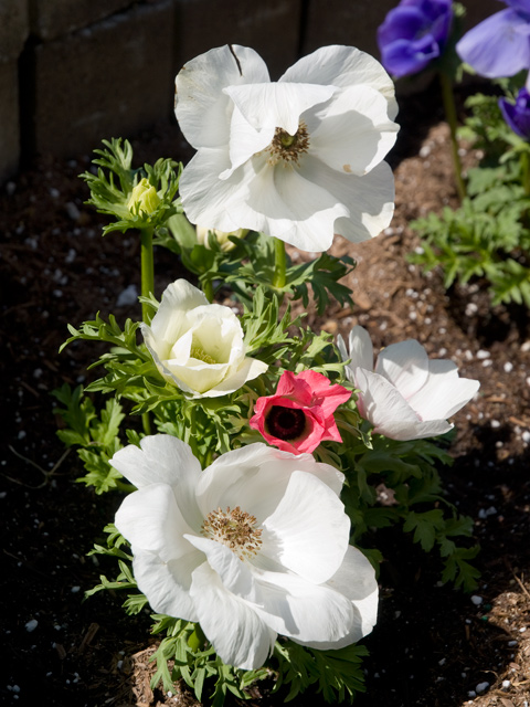 White Poppy  picture - 605 W Hillsdale Blvd, San Mateo 94403