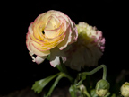 605 W Hillsdale Blvd, San Mateo 94403 - Y Ranunculus 