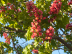 Flowering Tree 