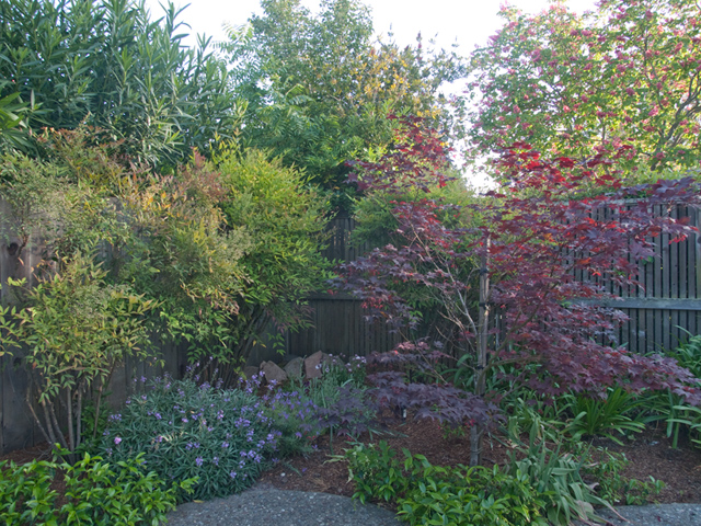 Garden picture - 4191 Briarwood Way, Palo Alto 94306