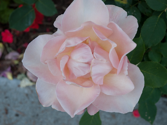 Pink Rose  picture - 4191 Briarwood Way, Palo Alto 94306