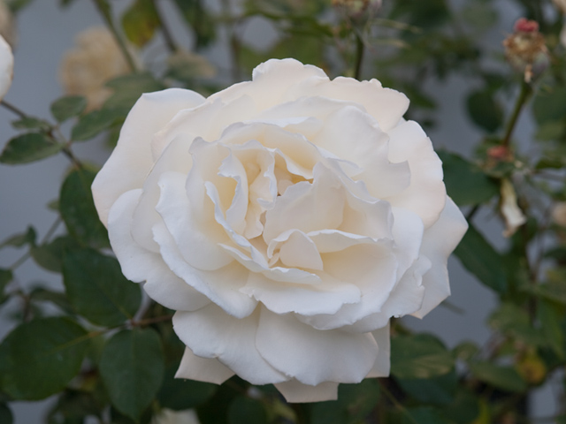 White Rose  picture - 4191 Briarwood Way, Palo Alto 94306