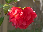 Camelia 