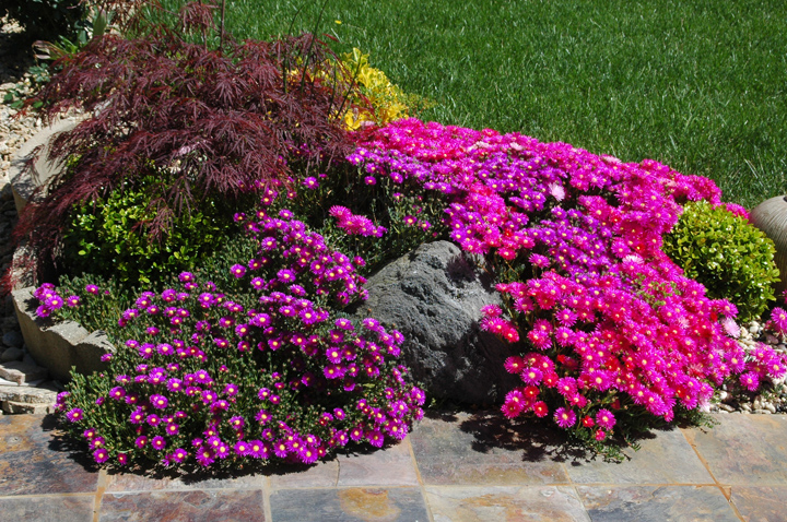Patio Flowers  picture - 744 Lois Ave, Sunnyvale 94087
