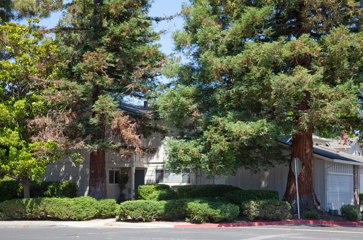 Wildrose Way, Mountain View, CA