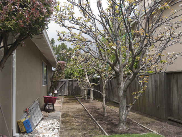 Side Yard (A) Picture - 300 Mullet Ct, Foster City 94404 Side Yard (A) picture - 300 Mullet Ct, Foster City 94404