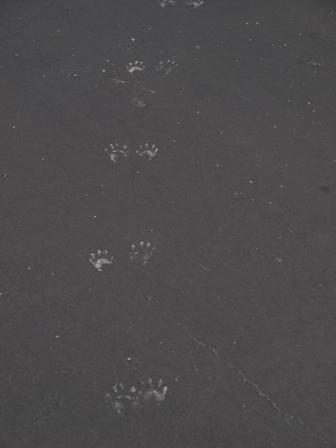 Wildlife Tracks Picture - 18 Portofino Cir, Redwood Shores 94065 Wildlife Tracks picture - 18 Portofino Cir, Redwood Shores 94065