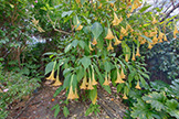 4785 Corrales Dr, San Jose 95136 - Angel Trumpet (A)