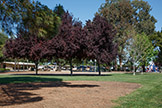 1177 Redrock Ct, Sunnyvale 94089 - Lakewood Park (E)