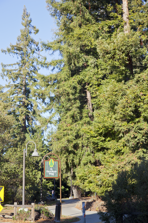 El Palo Alto Park - Palo Alto, CA
